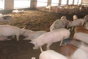 多少猪算是规模养殖