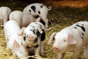 农村家庭可以养多少头猪
