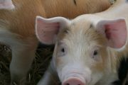 新希望代养猪可靠吗