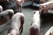 帮人养猪多少钱一个月