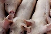 猪如何养殖 介绍猪养殖方法与技巧