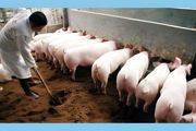 如何高效养猪 高效养猪方法介绍