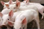 猪养殖方法 介绍猪养殖技巧