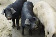 养殖猪的利润分析