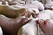 猪适合在什么温度下养殖
