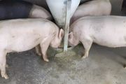 养猪喂什么，这些你要明白